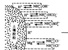 施用碳酸氫銨為什么要強(qiáng)調(diào)深施覆土？