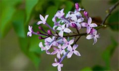 丁香花什么時候開花？丁香花的功效與作用