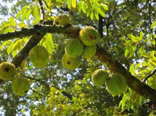 其他果樹(shù)種植技術(shù)