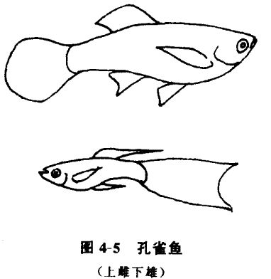 怎樣養(yǎng)孔雀魚？