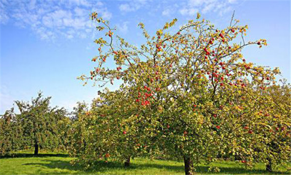 蘋(píng)果樹(shù)高產(chǎn)種植方法 蘋(píng)果樹(shù)種植技術(shù)規(guī)程