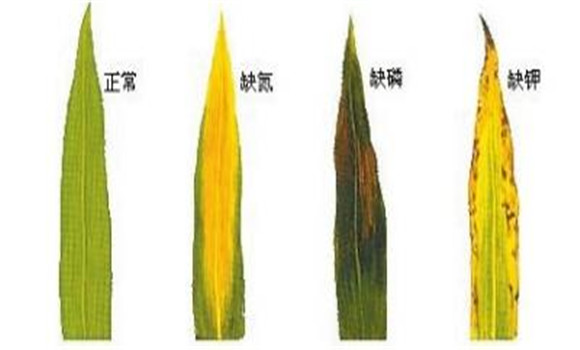 植物缺氮、磷、鉀元素時(shí)各有什么癥狀