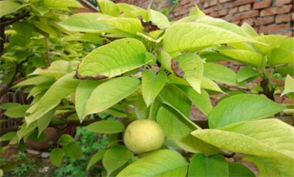 梨樹(shù)花后的主要病蟲(chóng)害