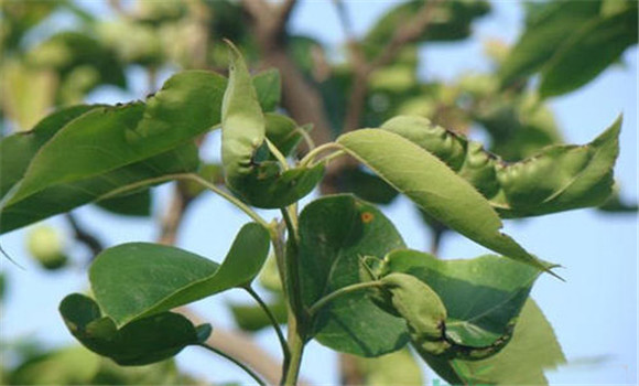 梨樹(shù)花后打什么藥