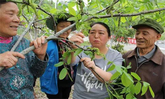 核桃樹(shù)疏花的方法