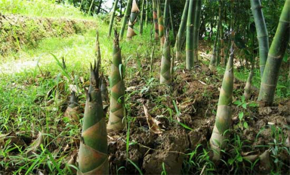 竹筍種植時(shí)間和方法