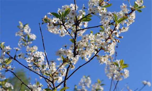 櫻桃種植技術(shù)要點(diǎn)