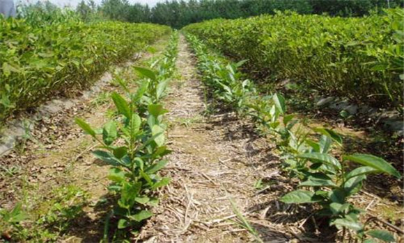 茶樹(shù)種子播種方法