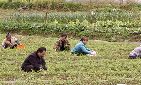 種植絞股藍的選地與整地要求