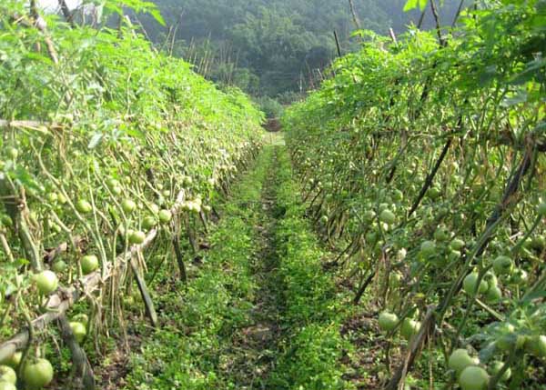 蔬菜種植方法