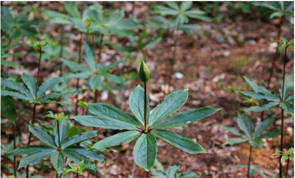 七葉一枝花的移栽與管理要點