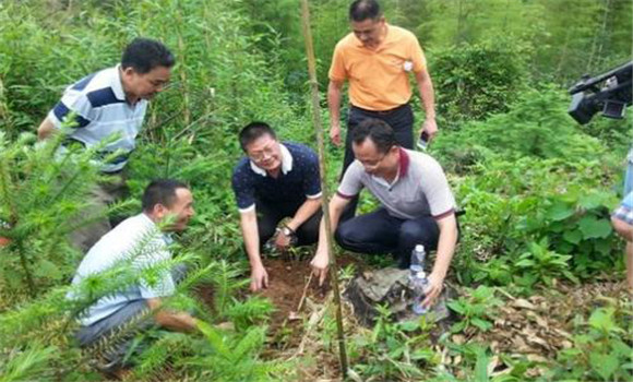 茯苓種植技術(shù)及過程是怎樣的