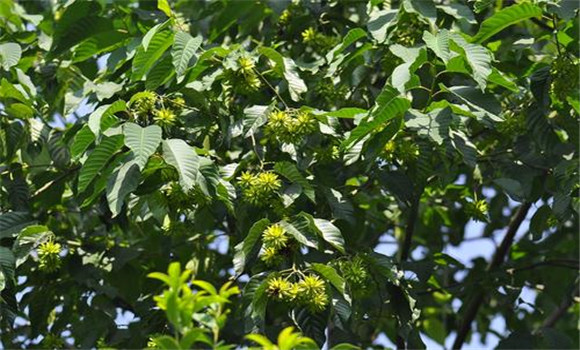 喜樹(shù)的種植時(shí)間