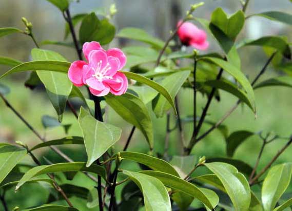 茶樹(shù)種植管理方法