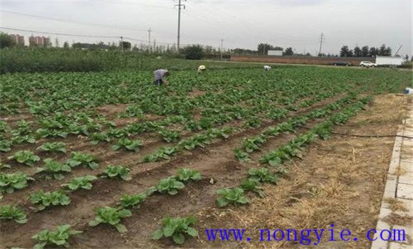 大白菜的間苗、除草