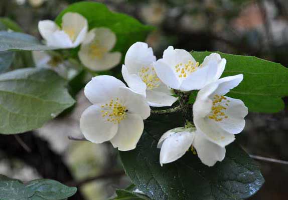 茉莉花種植方法