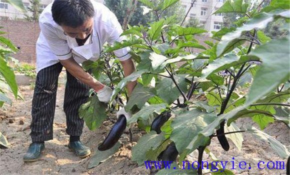 秋延后茄子栽培技術(shù)