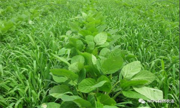 大豆化學(xué)除草技術(shù)要注意三點