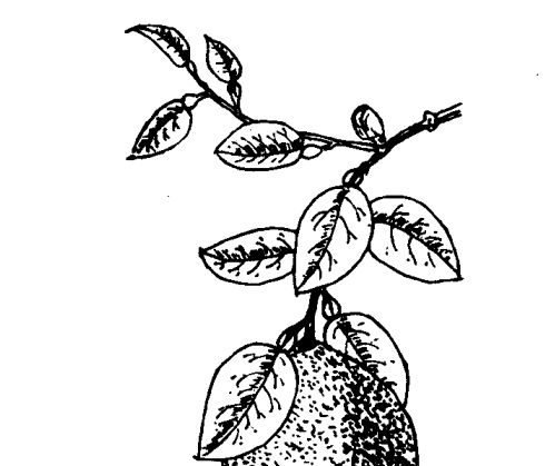 其他果樹(shù)種植技術(shù)