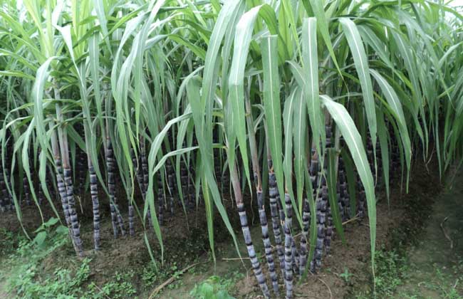 甘蔗種植技術(shù)