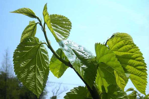 桑葚種植技術