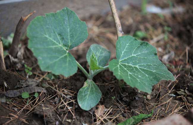 南瓜種植技術(shù)