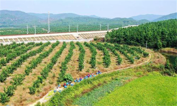 蜜柚種植園的建園標準