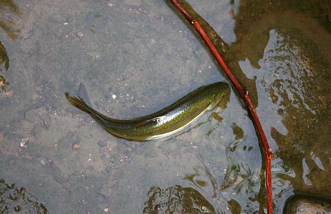 青魚(yú)飼養(yǎng)方法