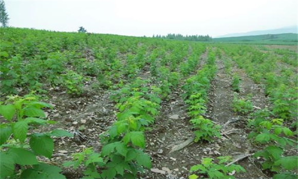 樹(shù)莓種植方法