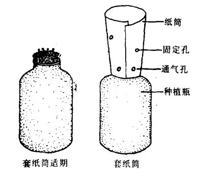 高粱種植技術(shù)