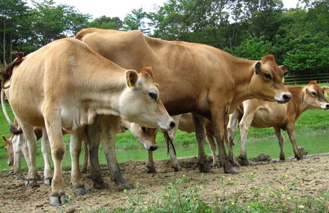 肥育肉牛飼料配方