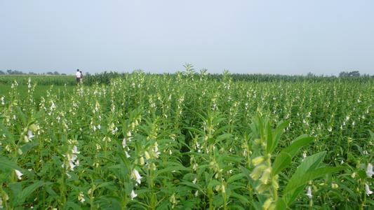 芝麻施肥技術