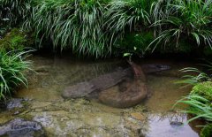 吃娃娃魚(yú)犯法嗎？