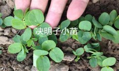 決明子種植時間和方法 決明子栽培管理技術(shù)要點