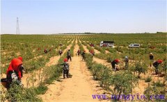 種植枸杞怎樣進(jìn)行土壤與施肥的管理？