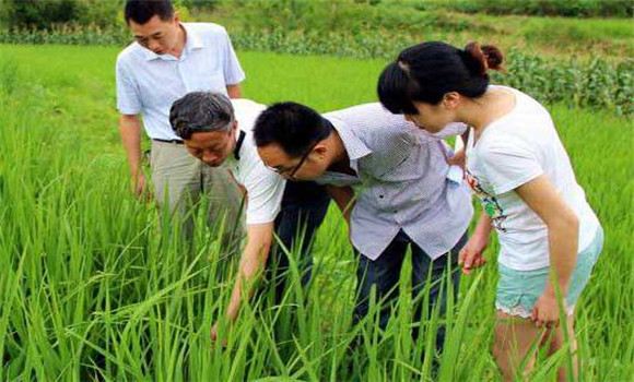 水稻病蟲(chóng)害識(shí)別與防治