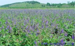 種植黃芩怎么管理？黃芩田間管理的主要內容