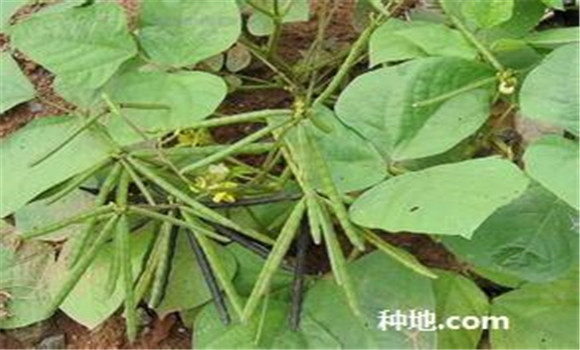 綠豆怎么種植能高產(chǎn)？