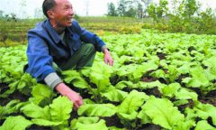 榨菜種植時(shí)間及榨菜種植技術(shù)要點(diǎn)