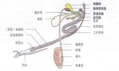 公牛的生殖器有多長(zhǎng) 公牛生殖器官各部分的功能