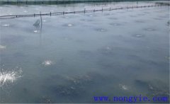 怎樣為魚塘增加氧氣，給魚塘增氧有幾種方法？