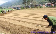 種植薄荷如何選地整地？薄荷種植管理技術(shù)要點