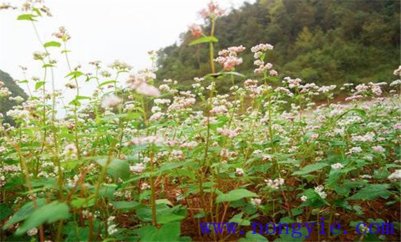 蕎麥種植時(shí)間選擇