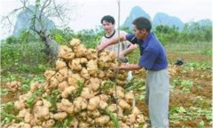 豆薯如何種植，豆薯種植與栽培技術(shù)