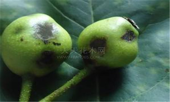 梨樹(shù)黑星病怎么預(yù)防