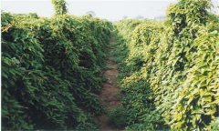 山藥怎樣種植 山藥種植技術(shù)與栽培管理方法