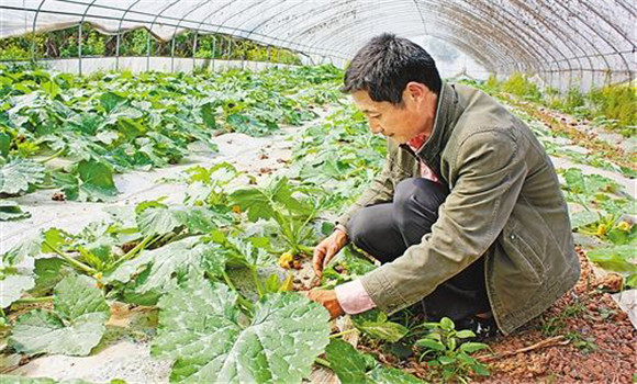 蜜本南瓜種植時間