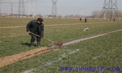 小麥冬灌時(shí)間是什么時(shí)候？小麥澆冬水的作用