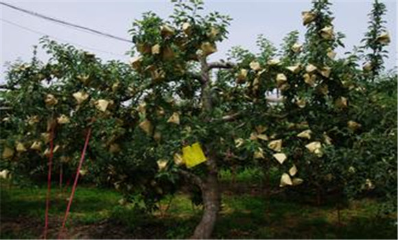 夏季果樹(shù)管理