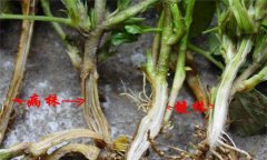 花生青枯病的防治方法 花生青枯病用什么藥
